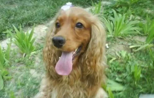 英国可卡犬的体温