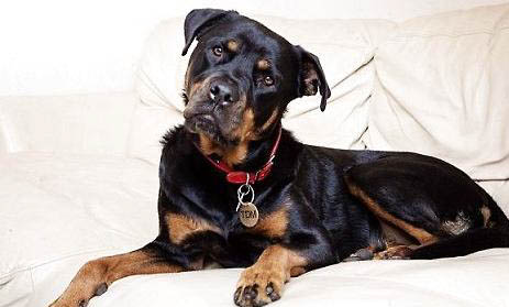罗威纳犬禁养吗