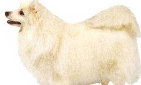银狐犬价位是多少