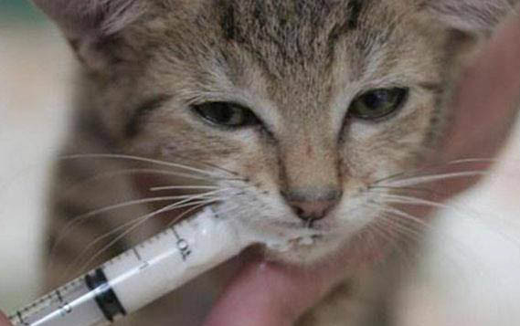 猫咪干呕但是精神很好?