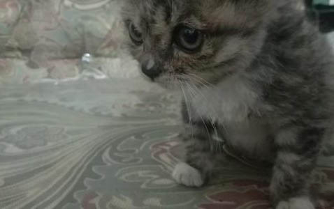 猫营养不良吃什么最好