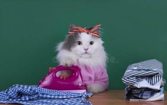 属鼠人养猫的大忌是什么