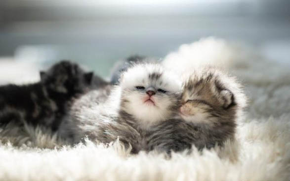 小猫喜欢轻轻咬人是什么原因