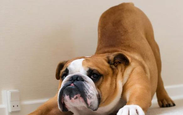 斗牛犬比赛看哪个好看