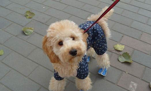 棉花面纱犬哪里有卖
