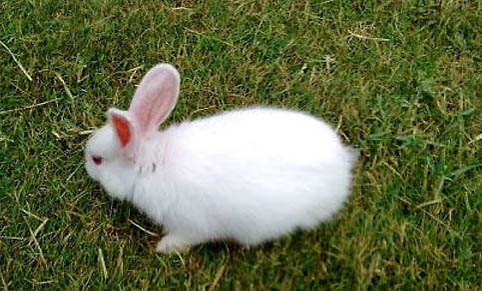 小白兔的生活特性和特点