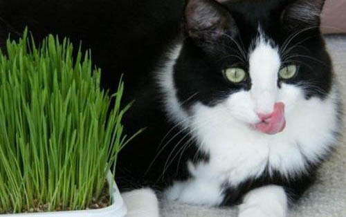 猫咪只有一只耳朵脏是耳螨吗