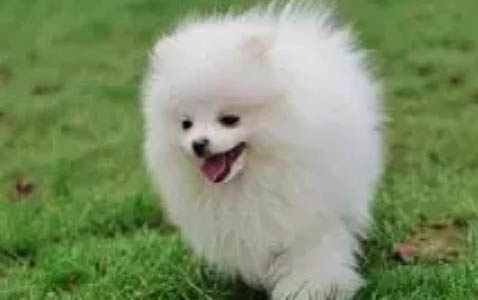 狗狗中暑的症状有哪些?