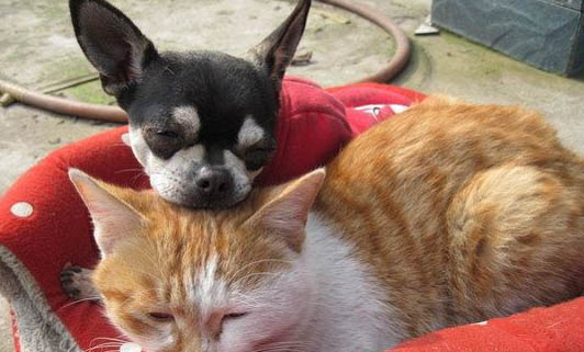 猫第一胎一般生几只