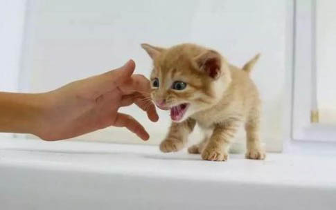 小猫体内有寄生虫有哪些表现