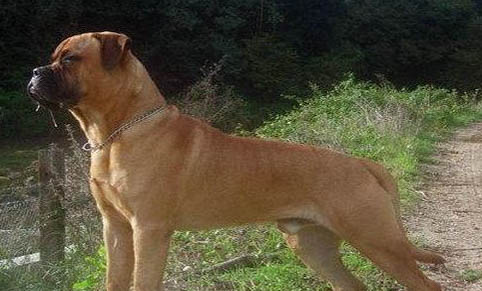斗牛獒犬癫疯怎么处理