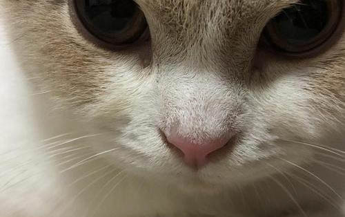 猫肚子一颤一颤的正常吗？