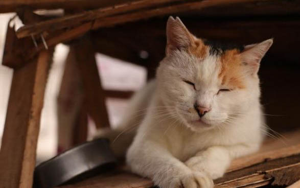 小猫崽吃什么食物
