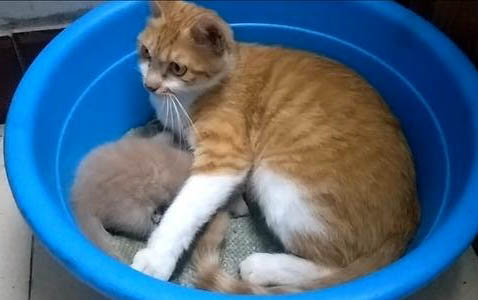 小猫什么时候可以吃湿粮