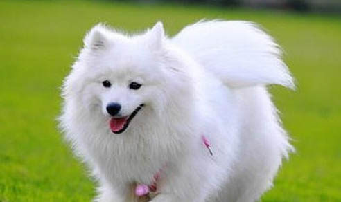 银狐犬如何选择狗粮啊