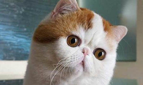 猫咪洗澡时应激反应怎么处理