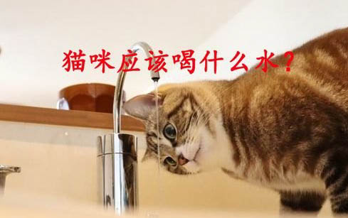 小猫多大能洗澡