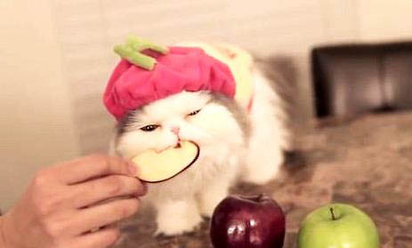 猫从三楼跳下去有事吗？