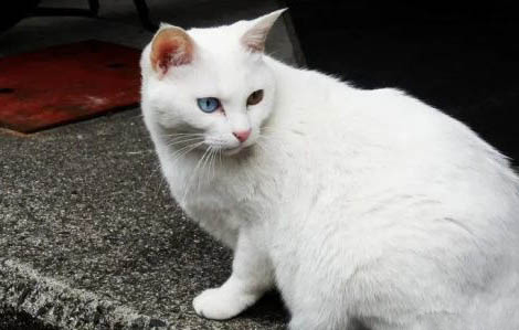 蓝眼睛的猫有哪些
