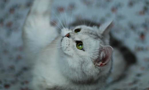 猫咪不在猫砂盆里拉屎怎么回事