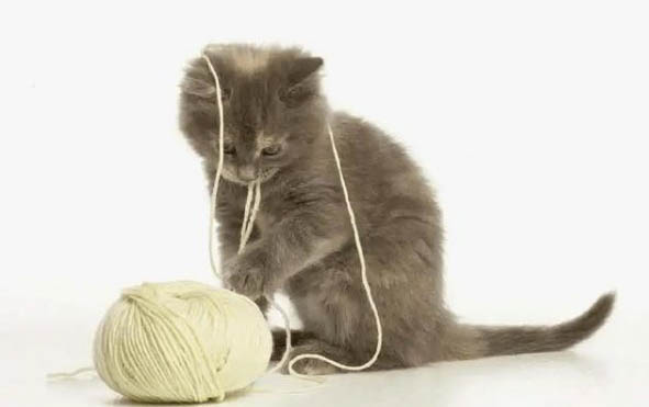 猫咪多久需要洗一次澡