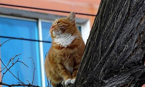 猫咪胰腺炎猫猫胰腺炎要吃药吗