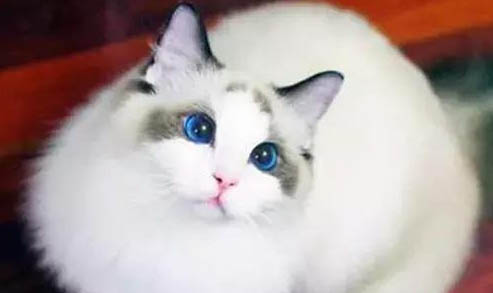 猫咪两只眼睛不一样颜色的原因