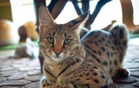 猫咪怀孕多久吃一次鱼比较好呢