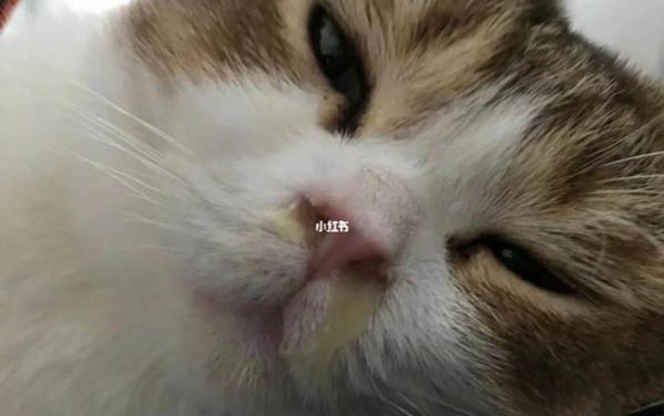 小猫吃了驱虫药拉肚子