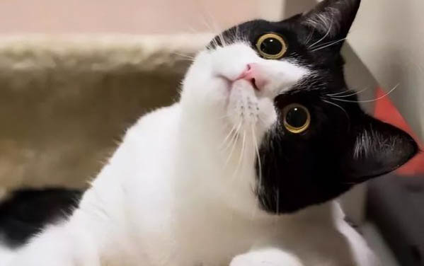 猫瘟第几天最凶险