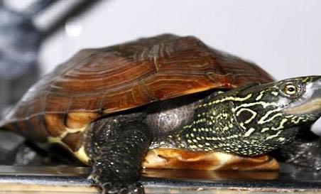 草龟和巴西龟能不能一起养