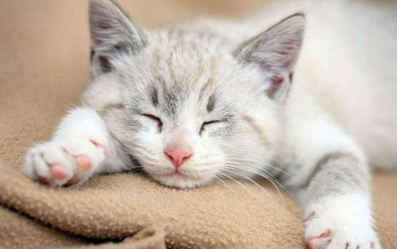 小猫咪只喝水不吃东西应该怎么办