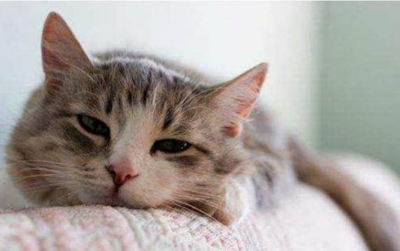 猫咪可以吃饭吗?