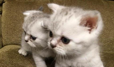 绿箩对猫咪来说有毒么
