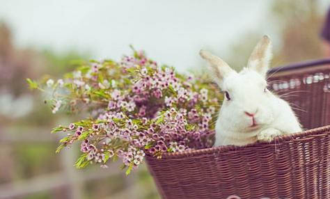 兔子冬天能在室外养吗