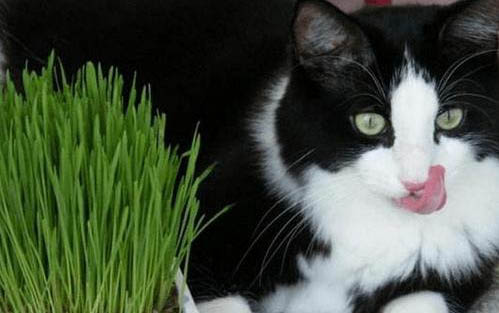 猫咪疱疹病毒症状会引起猫瘟吗