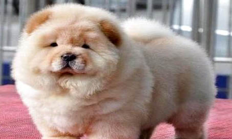 松狮犬可以吃人类的什么食物