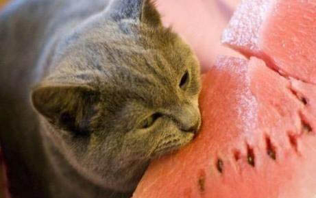 猫咪多久驱一次虫