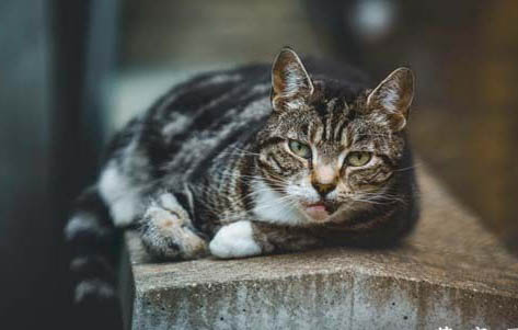 猫咪走丢了白天会躲在哪里?