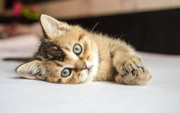 猫挠脖子是有跳蚤吗