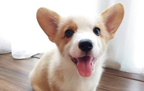 柯基犬两个月不听话怎么办