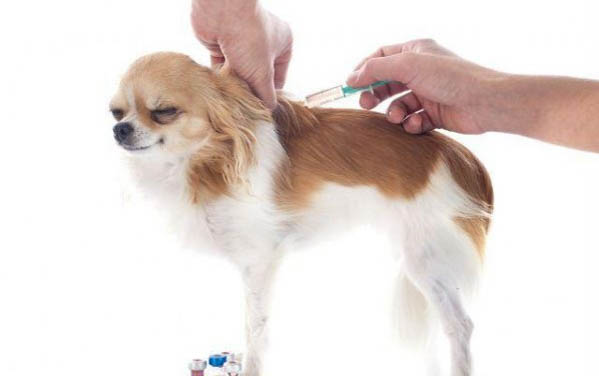 狗狗吃骨头便血能自愈吗
