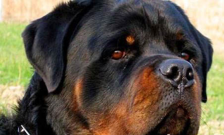 饲养卡斯罗犬的禁忌有哪些
