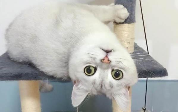 公猫绝育恢复多久