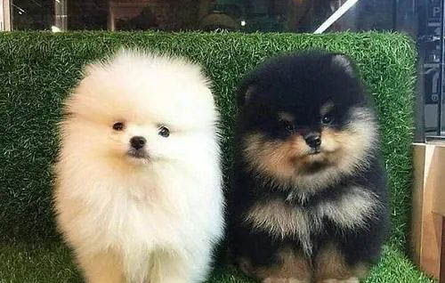 狗狗一天不大便有事吗