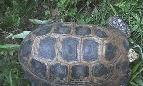 赫曼陆龟可以活多久