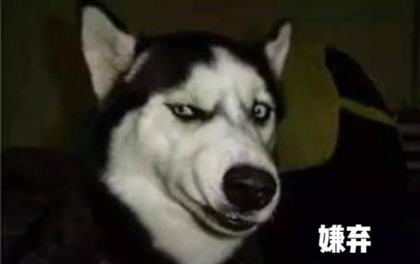 狗狗感冒和犬瘟的区别