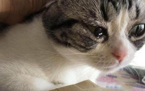 两个月大的小猫会主动吃猫草吗