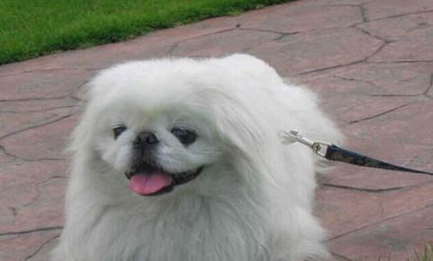 京巴犬多少钱一只