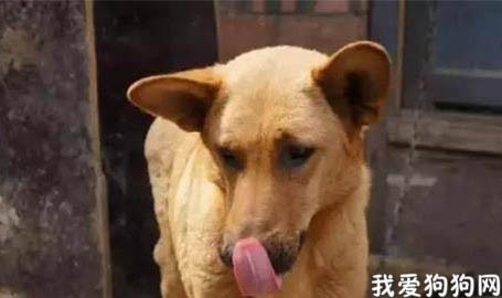 中华田园犬品种有哪些